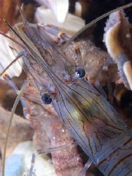 Common prawn. Night dive in Menai strait. D200, 60mm. by Derek Haslam 